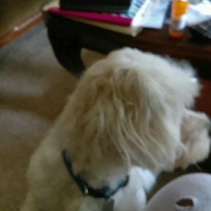 Meet your Posher, Elsie